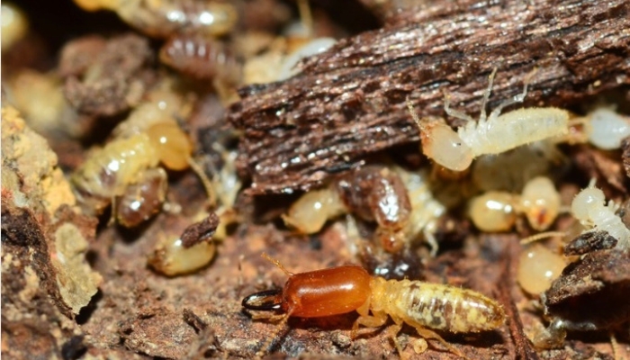 Crawl Space Pests