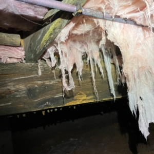 Decomposing insulation and wood, a major cause of musty smell in crawl space in Palatka, FL.