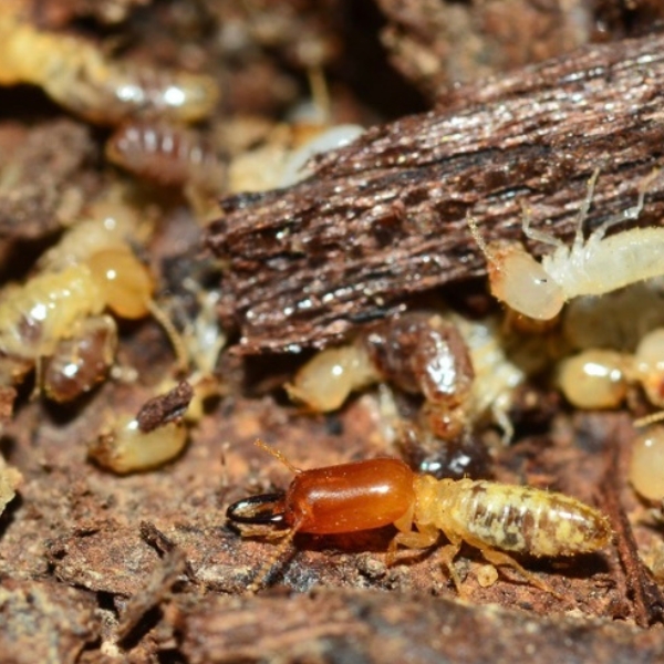 Pests thriving in damp wooden materials in the crawl space that need crawl space pest solutions in Northern Florida.