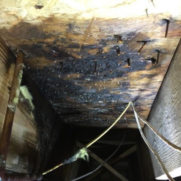 Molds in the crawl space due to moisture, poor ventilation, and wood exposure, needing mold removal services in Northern Florida.