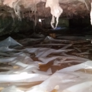 Rainwater pooling beneath the crawl space, a cause of crawl space mold in Palm Coast, FL.
