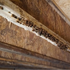 Termite-damaged wooden beam, showing pest infestation causing an unlevel floor in Lake City, FL.