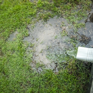 Standing water pooling near a downspout shows how poor drainage erodes soil and causes an unlevel floor in Gainesville, FL.