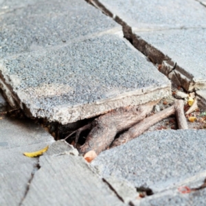 Tree roots lifting and cracking concrete pool deck slabs, causes of cracks in pool decks in Palatka, FL.