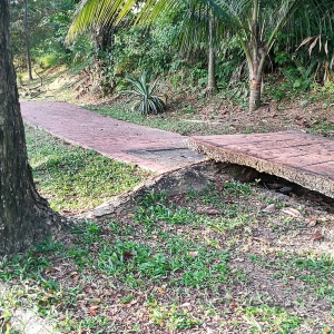 Tree roots lifting concrete sections, a frequent cause of cracked sidewalks in Ocala, FL.