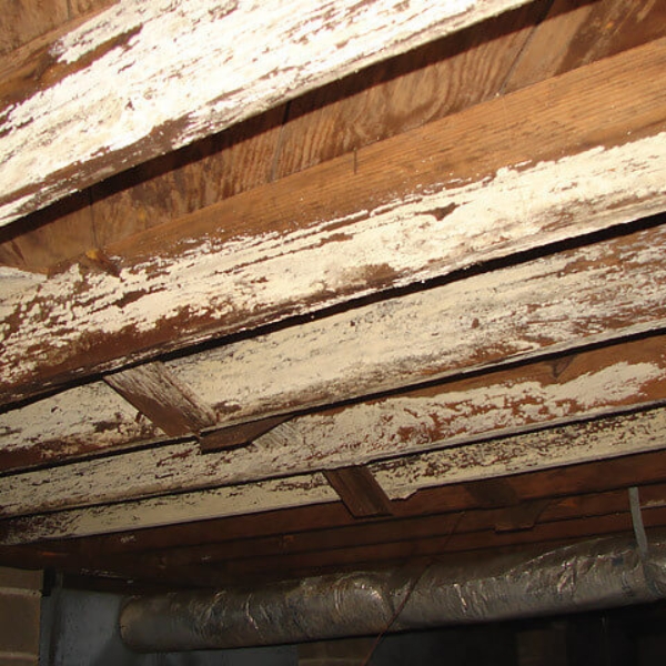 Wooden beams showing fungal decay and weakening, needing wood rot repair in crawl space in Northern Florida.