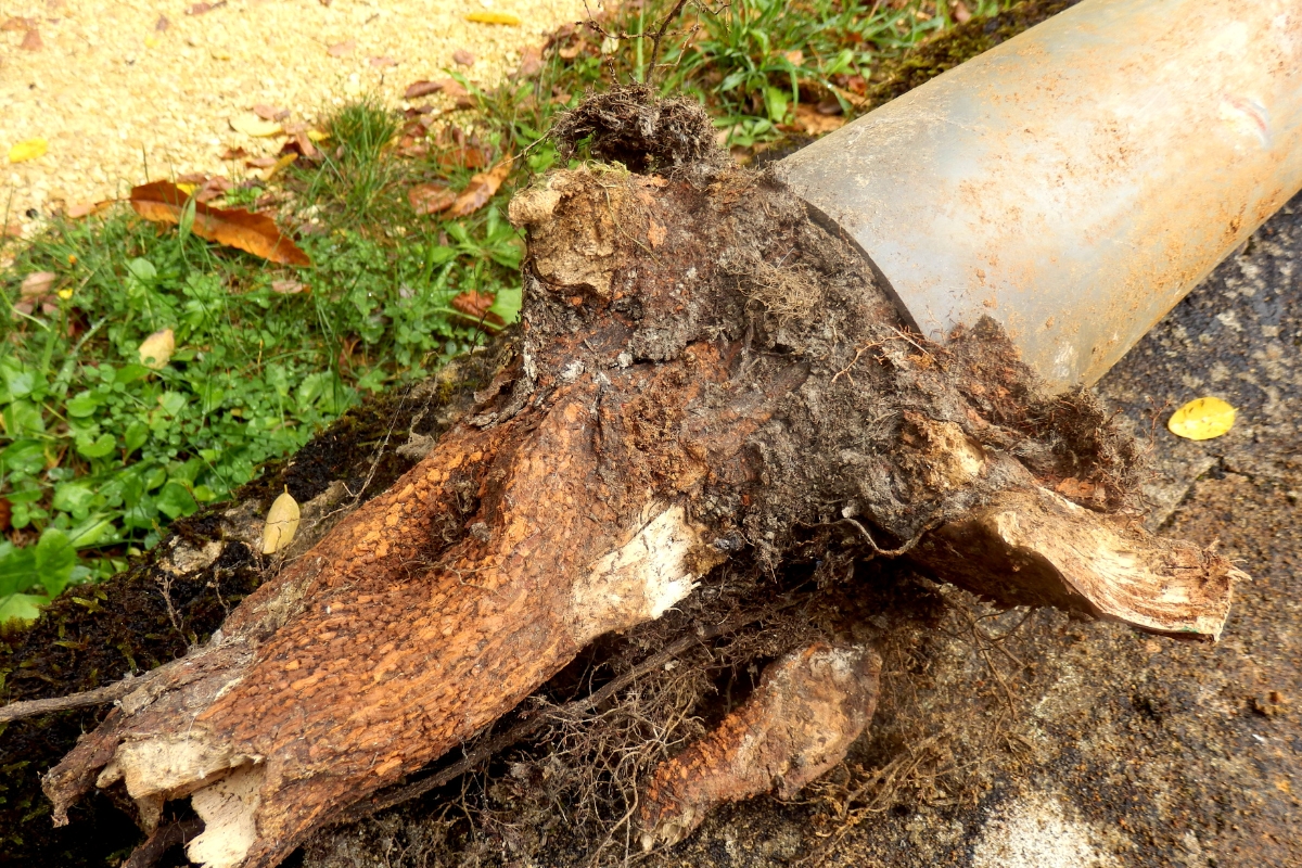 Old, clogged drainage grate unable to move stormwater away from the foundation, causing poor drainage in St. Johns, FL.