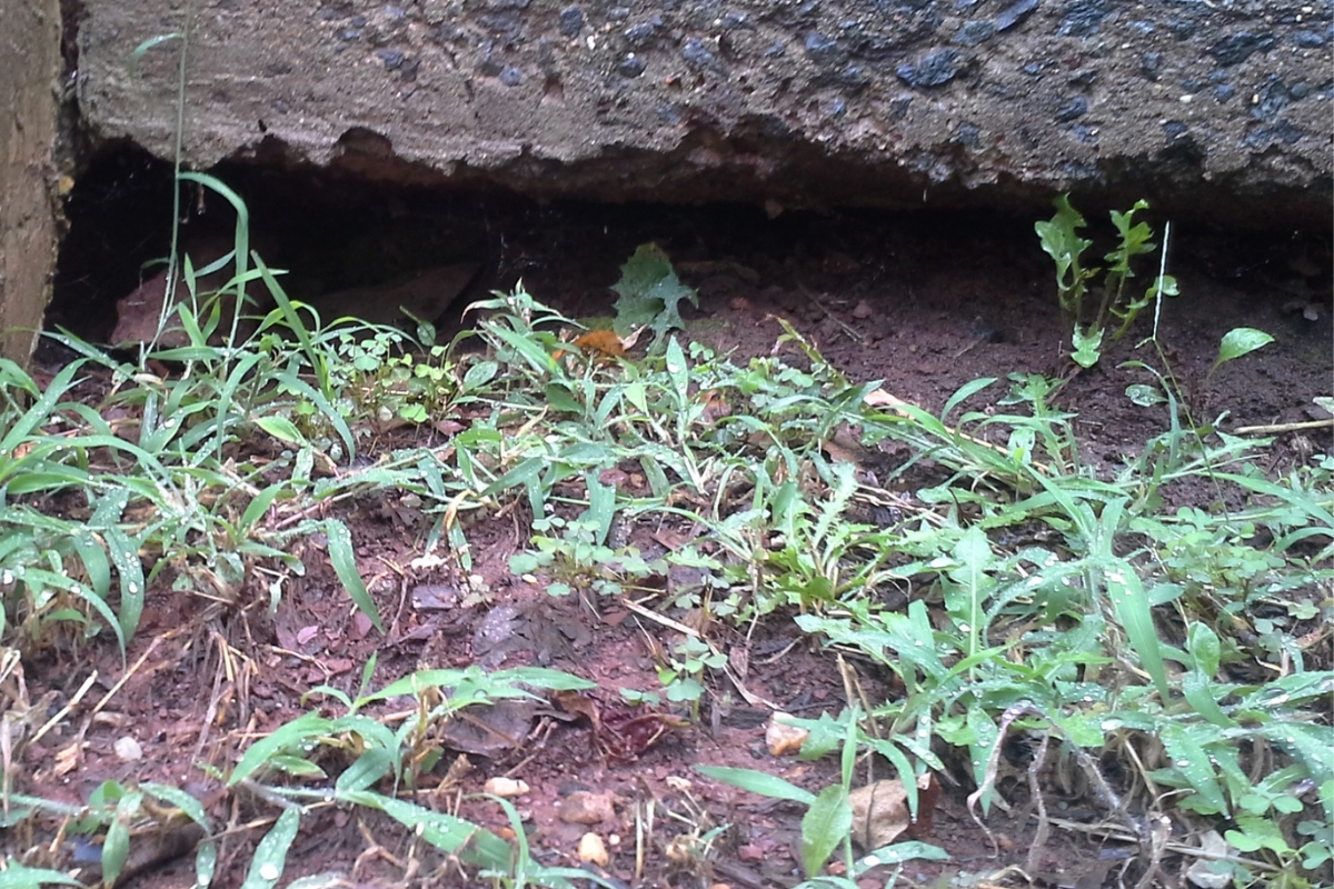 Soil eroded away beneath foundation, leaving a visible gap and loose soil that causes poor foundation drainage in Gainesville, FL.