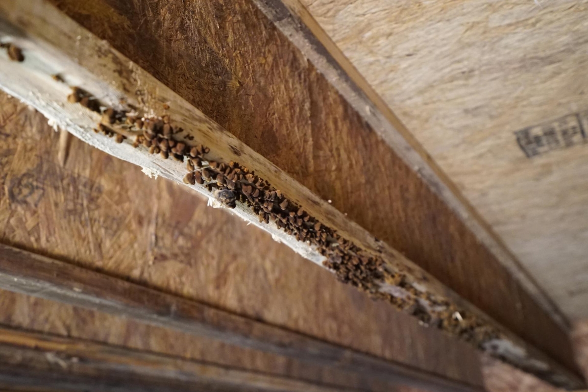 Termite eating crawl space wood framing, showing how pests contribute to floor joist damage in Gainesville, FL.