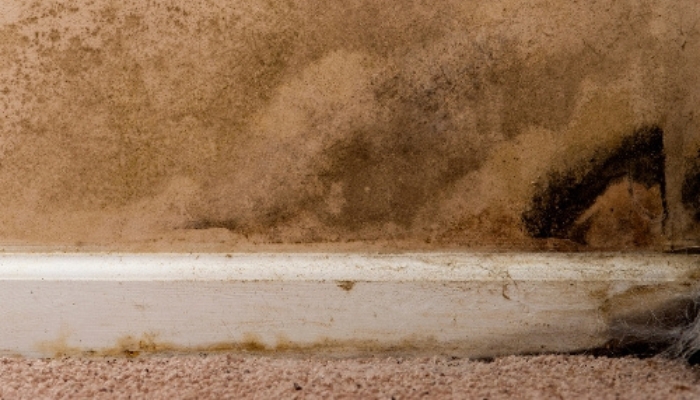 Mold growth on basement surfaces in a Palm Coast, FL home caused by ongoing moisture intrusion, a common sign of water damage.