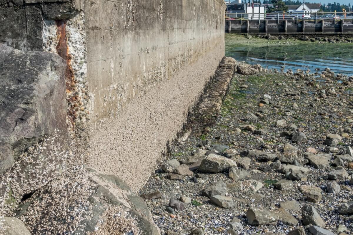 Cracks and worn joints in a seawall allow water to seep through, a cause of soil erosion behind seawalls in St. Augustine, FL.