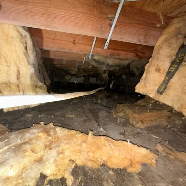 Wet, sagging insulation absorbing crawl space humidity, needing crawlspace insulation repair in Jacksonville, FL.