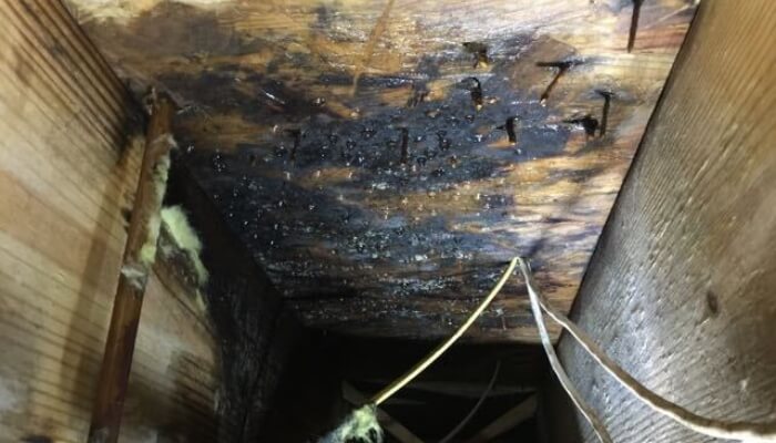 Mold growth on crawl space wood framing caused by excess humidity and moisture, a sign of a crawl space problem in Jacksonville, Fl.