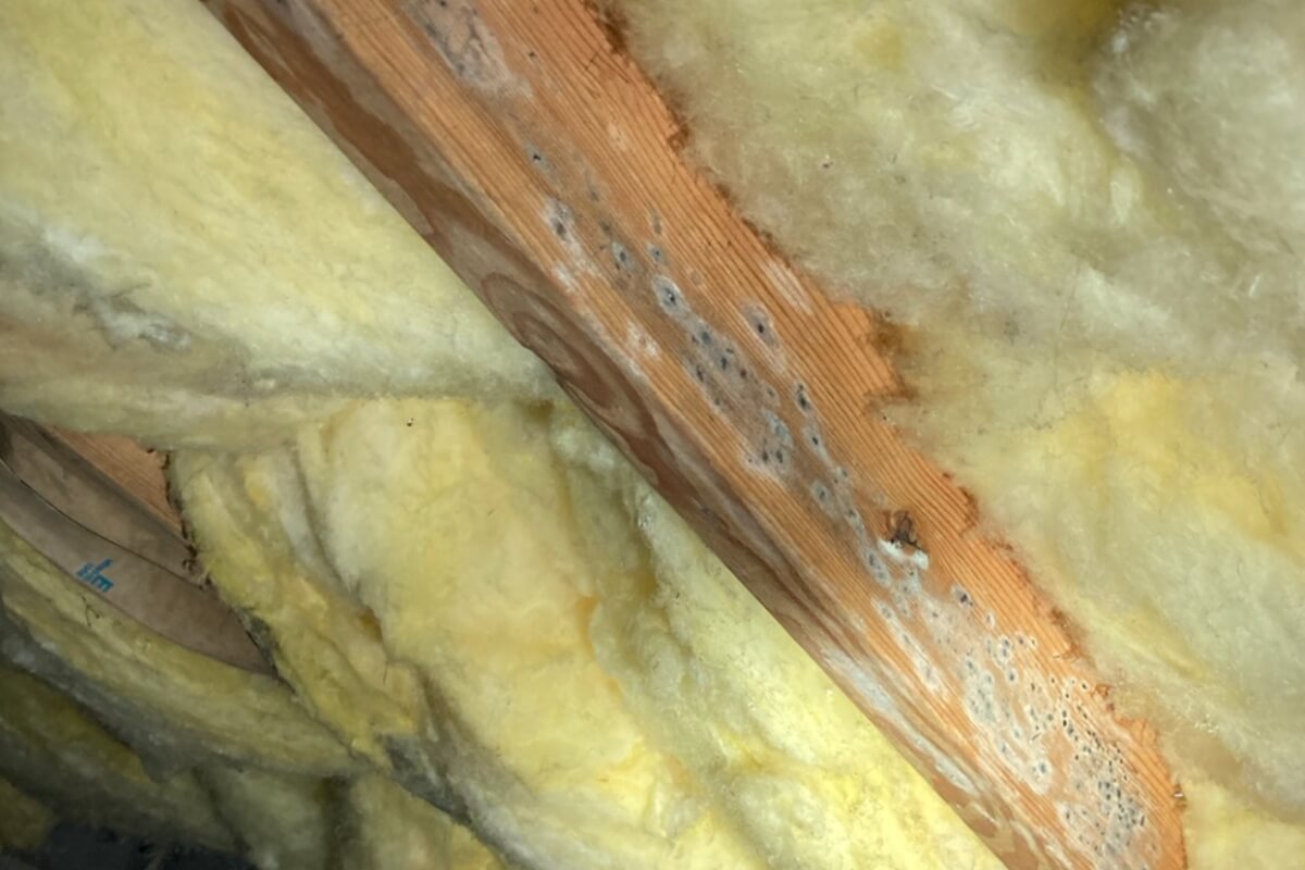 Mold spots and damaged insulation around a crawl space joist, showing pest activity causing falling insulation in Gainesville, FL.
