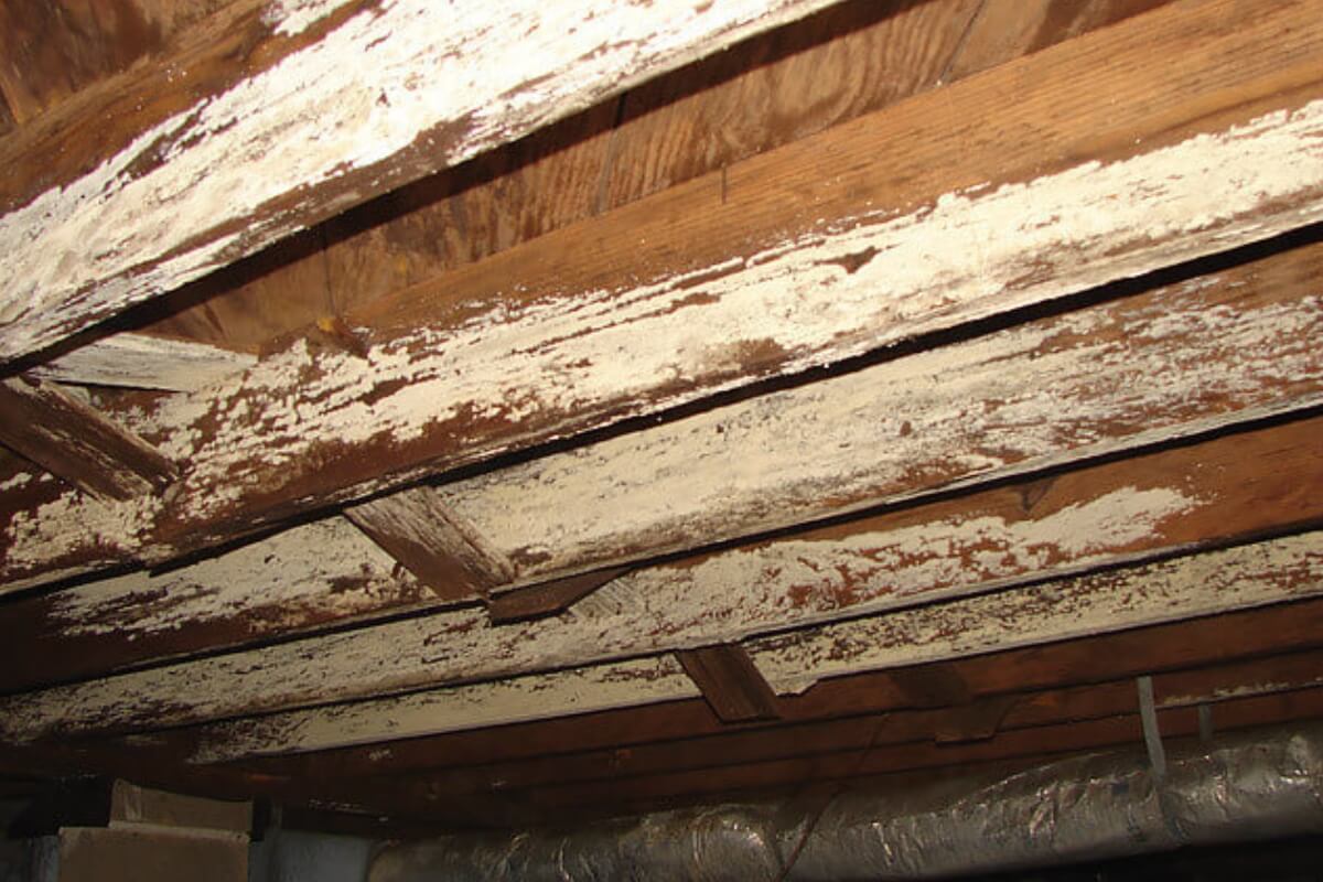 Wood beams in a crawl space showing rot and deterioration from long-term moisture exposure and dirt floor in St Johns, FL.
