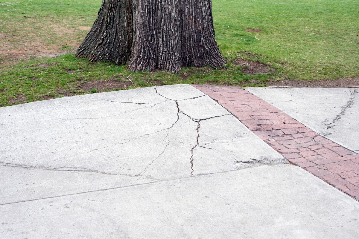 Tree roots drying the surrounding soil, leading to concrete cracking and slab sinking near a walkway in Ocala, FL.