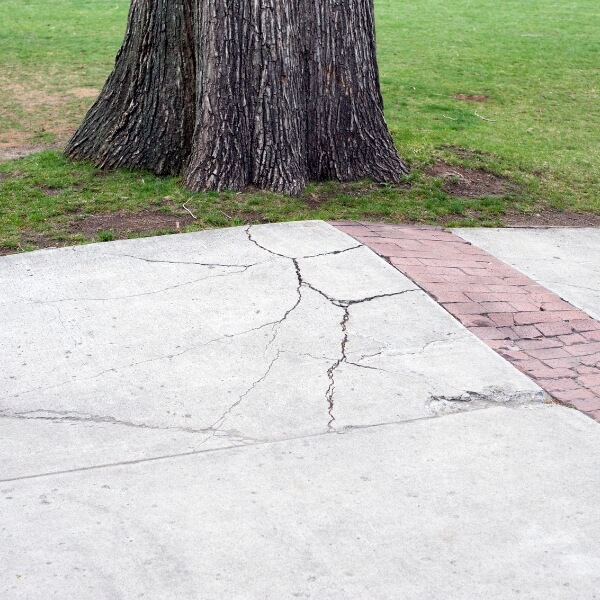 Large tree roots lifting a cracked concrete slab and creating uneven pavement that needs concrete repair in Jacksonville, FL.