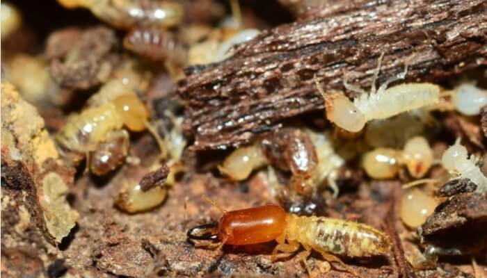 Crawl space pest activity in Ocala, FL, due to moisture and open access points, a sign of a crawl space problem.