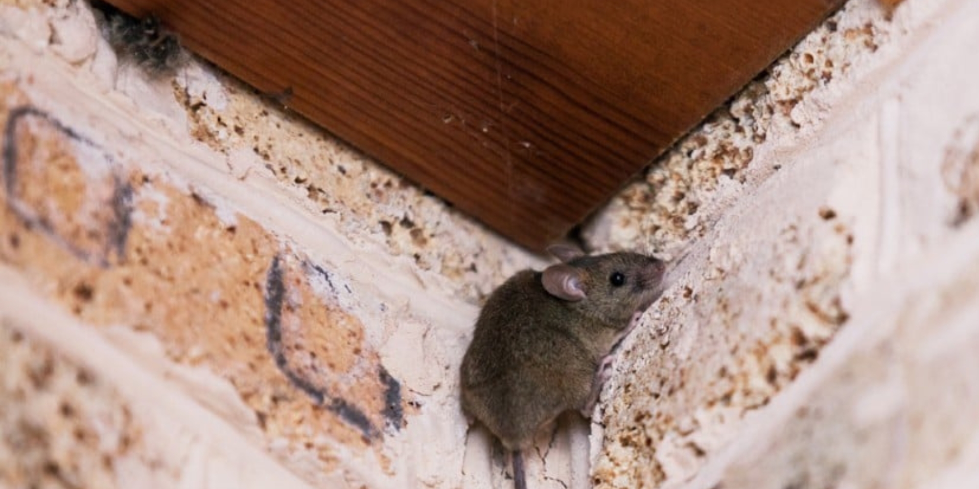 Mouse squeezing through a gap between brick foundation and wood beam in a Florida home crawl space entry point.