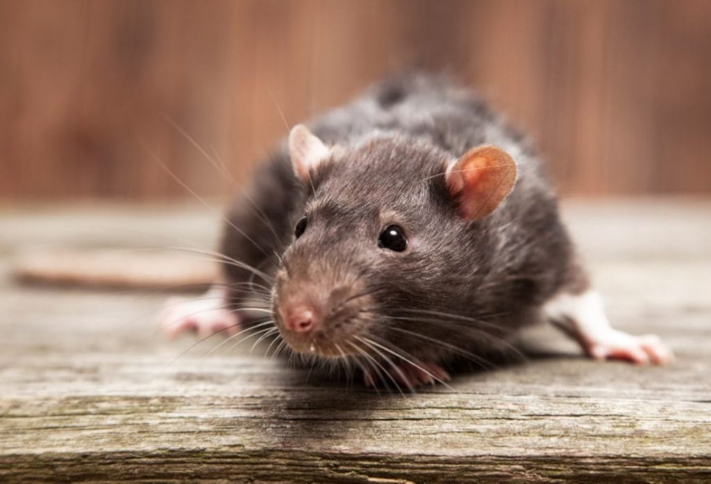 Close-up of a dark mouse on a wooden surface representing rodent activity found in Florida crawl spaces.