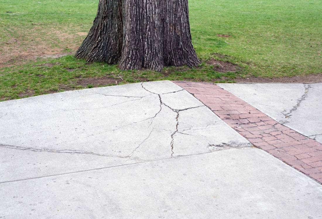 Hairline cracks forming on a concrete slab near tree roots in St Augustine, FL, caused by soil movement and surface stress.