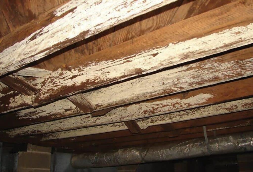 Heavy mold growth on crawl space floor joists caused by left unaddressed standing water and crawl space moisture in Palm Coast, FL.