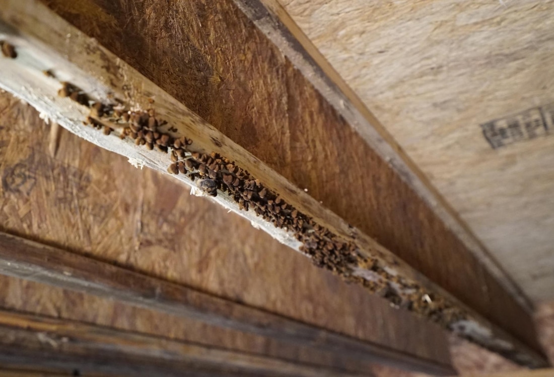 Pest colonies in floor joist caused damp wood, a sign crawl space needs vapor barrier in St Augustine, FL.