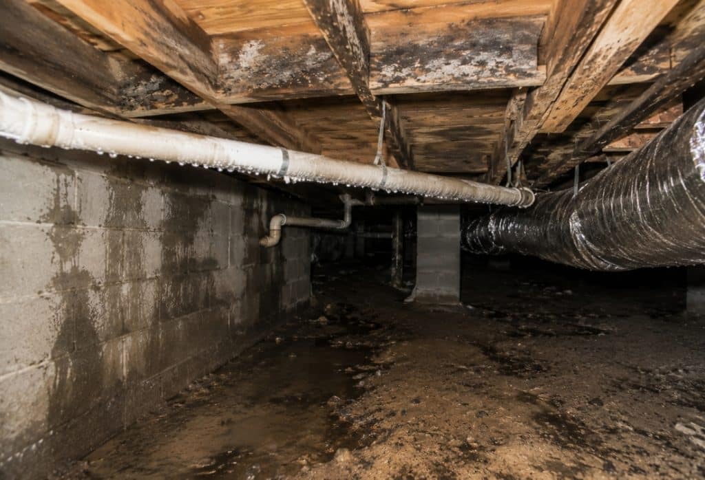 Close-up of condensation and early mold growth inside an unsealed crawl space in Jacksonville, FL.